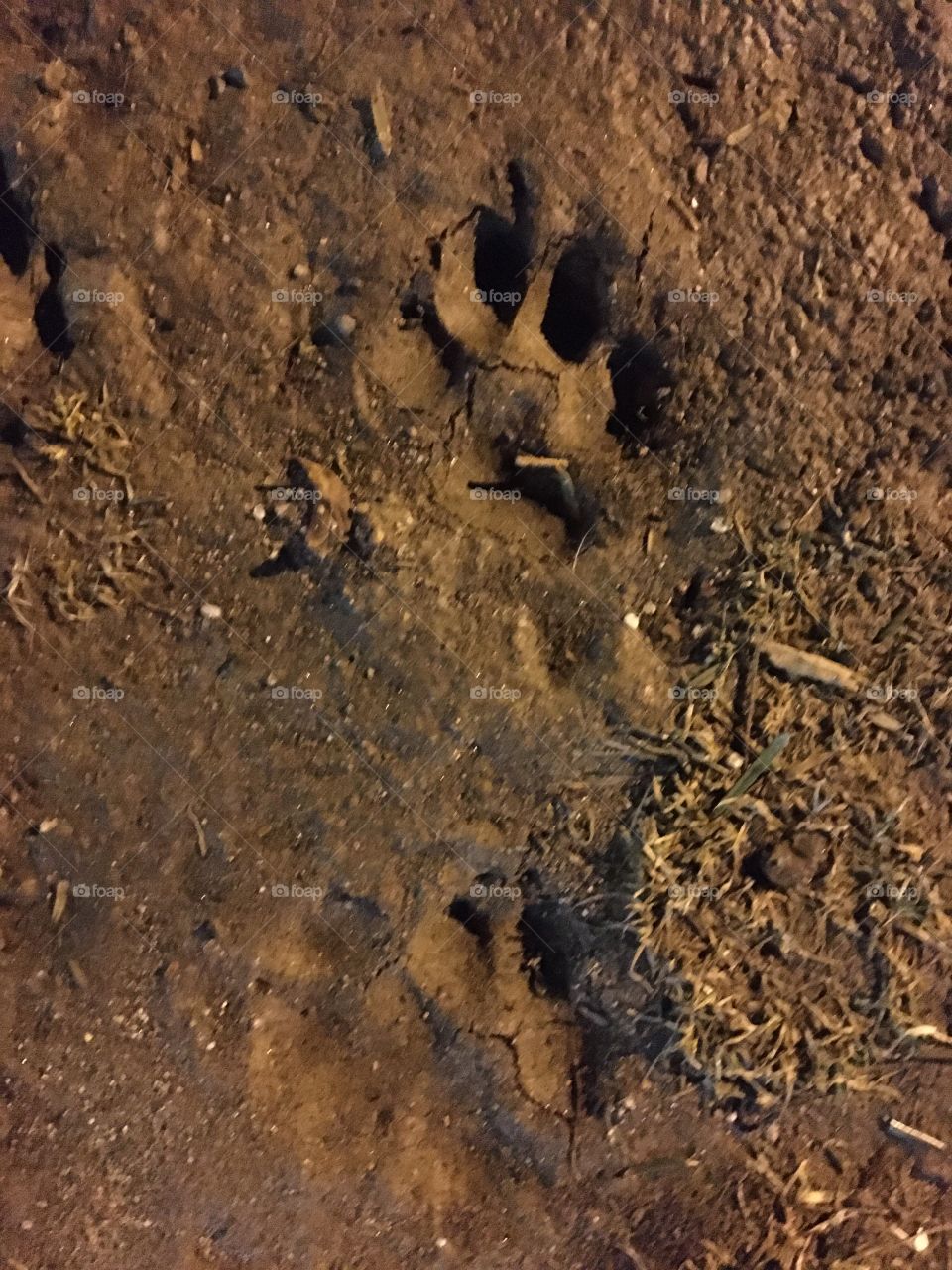 Dog’s paw prints in mud