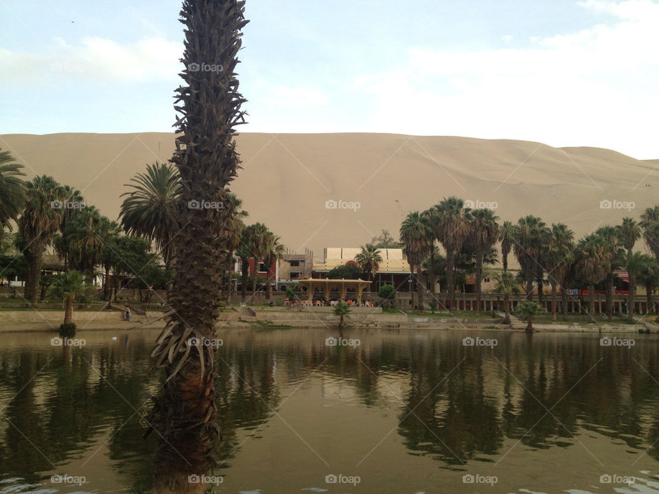 trees sand desert peru by piedras84