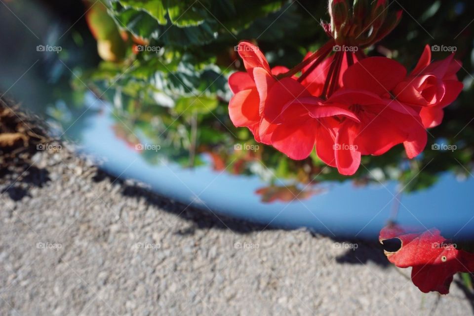 Flower#blossom#colors#mirror#nature