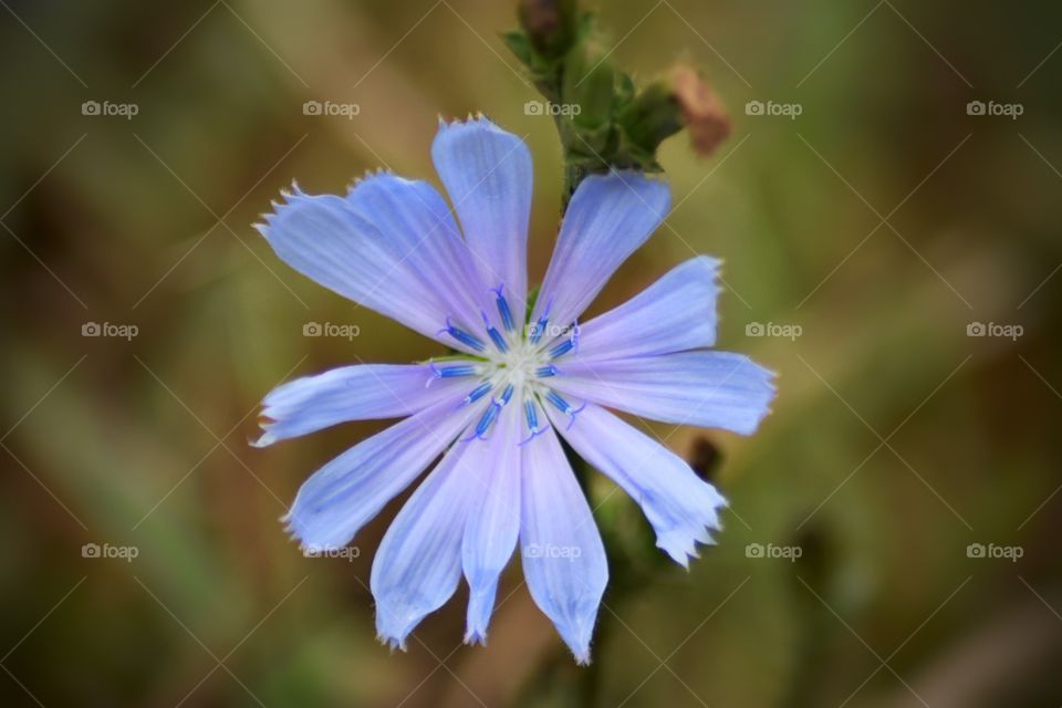 Blue Wildflower