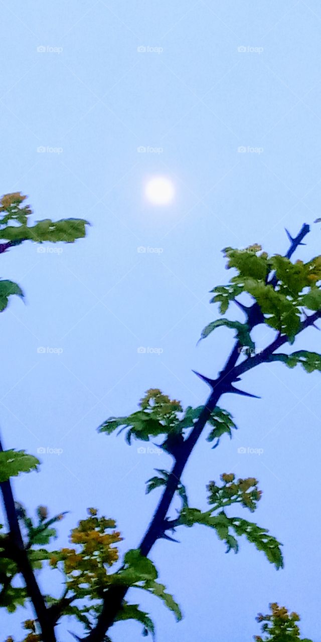 the moonlight on day time