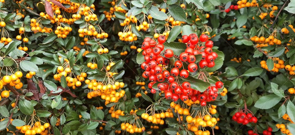 Red and yellow hawthorn