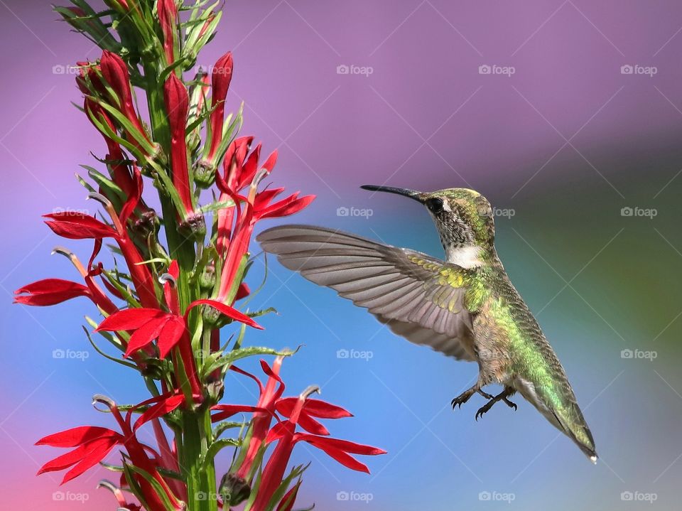 hummingbird