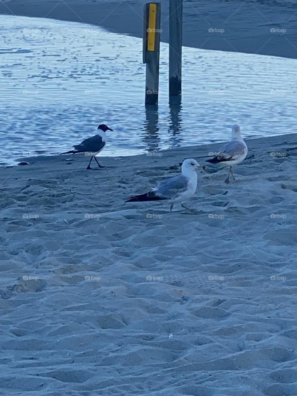 Birds on sand