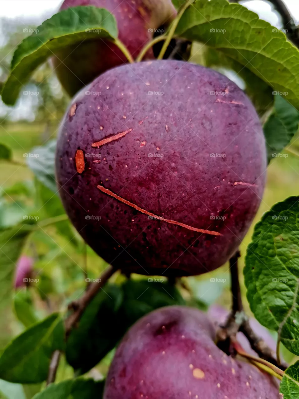 Apples