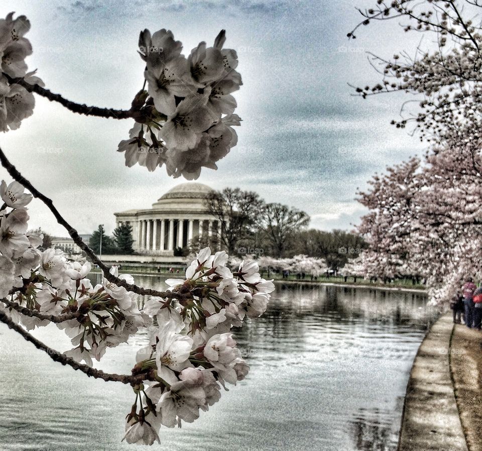 Jefferson Memorial during spring