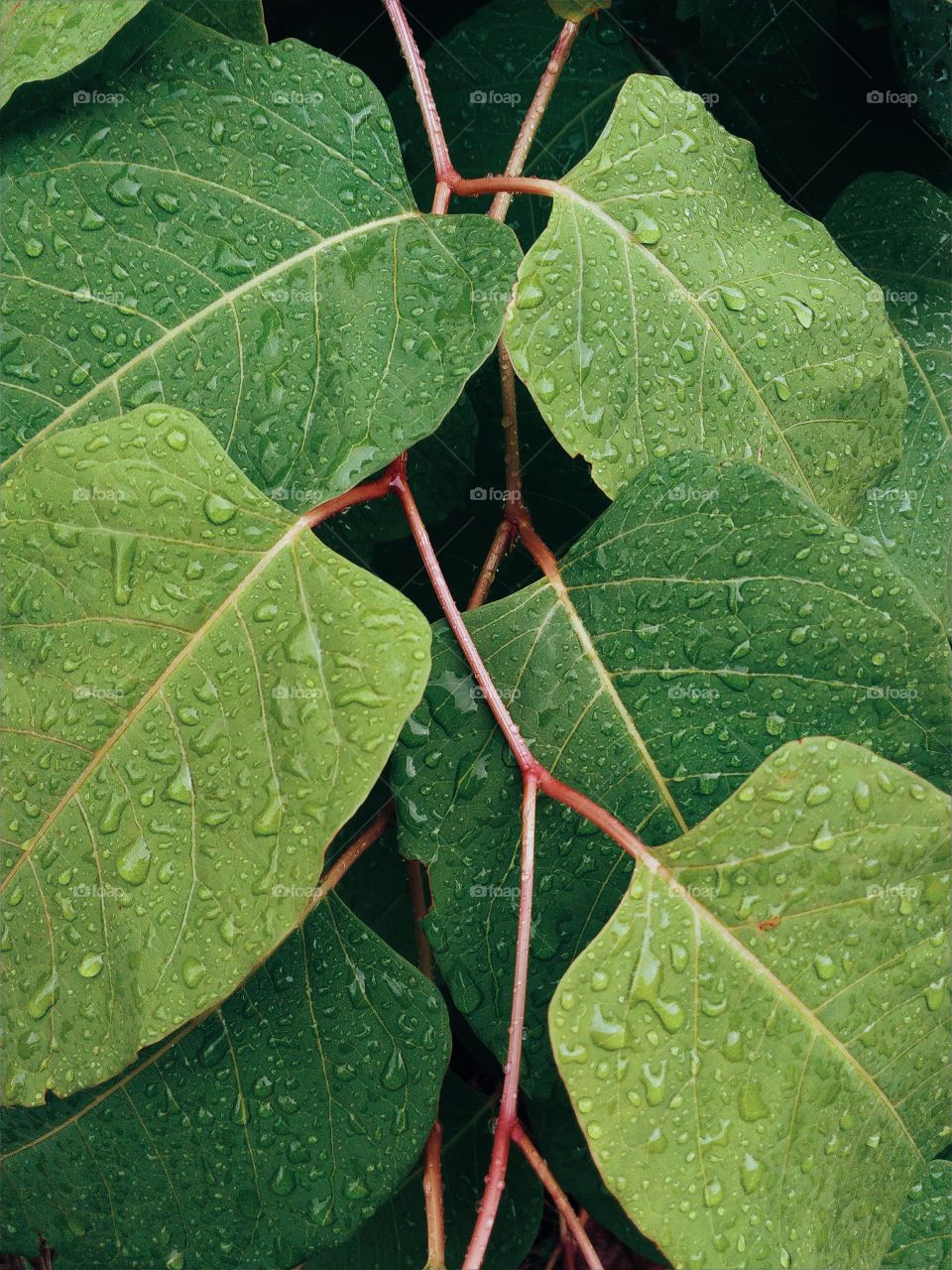 raindrops on the green leaves