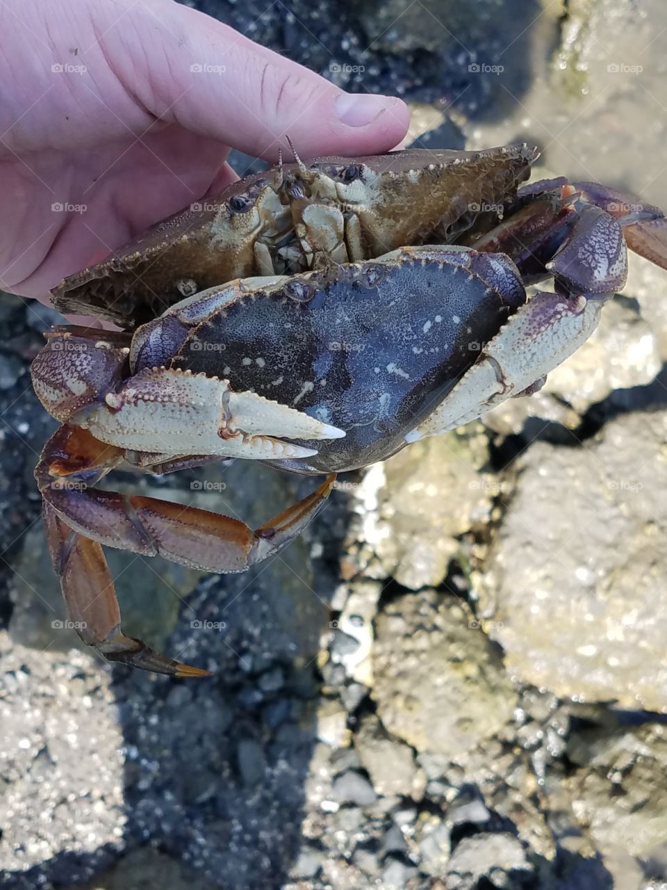 crabs sharing the love