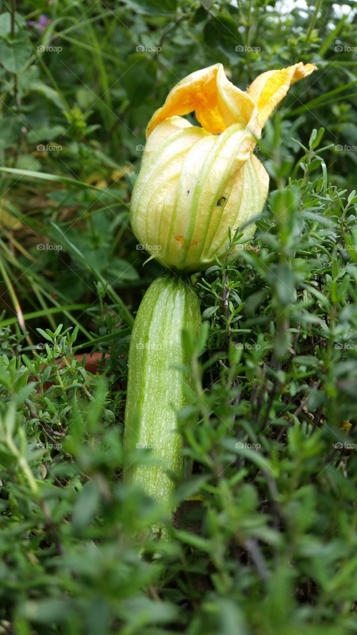 home-grown vegetable