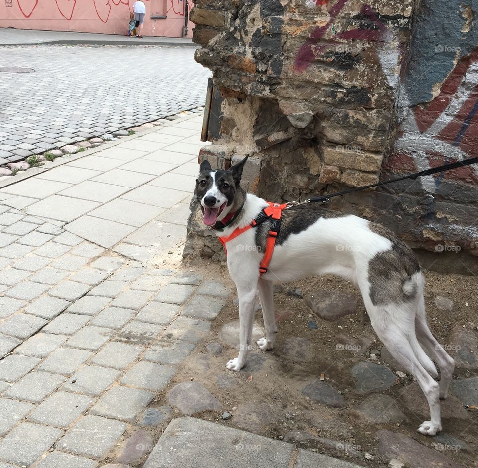 Dog, Canine, Pet, Portrait, Animal