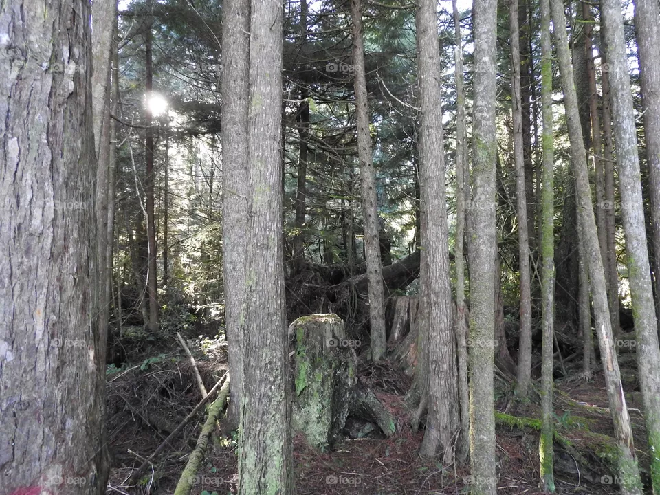 Forest