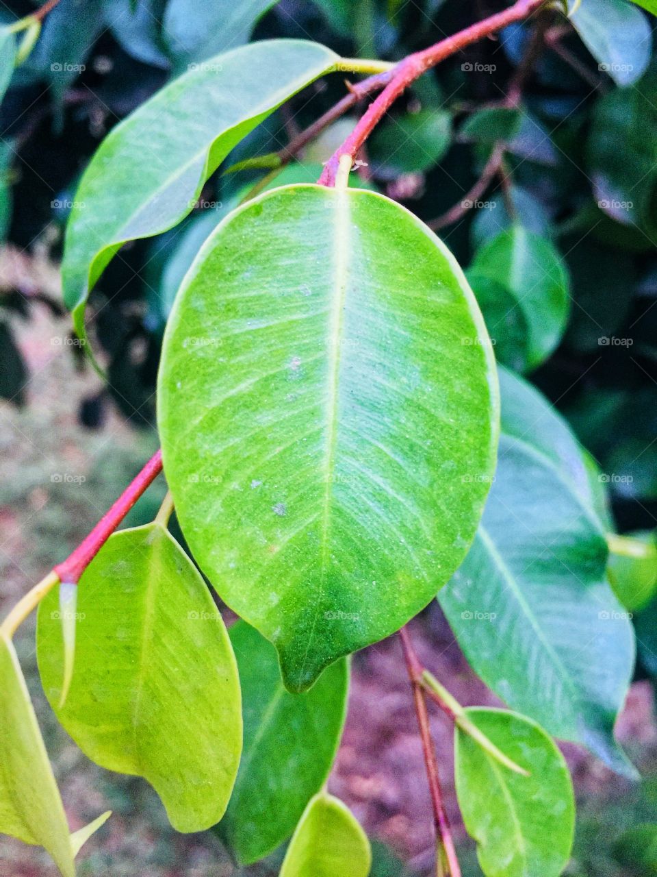 Leaf