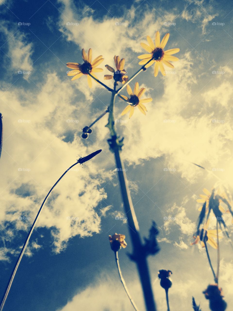 Flowers in sky