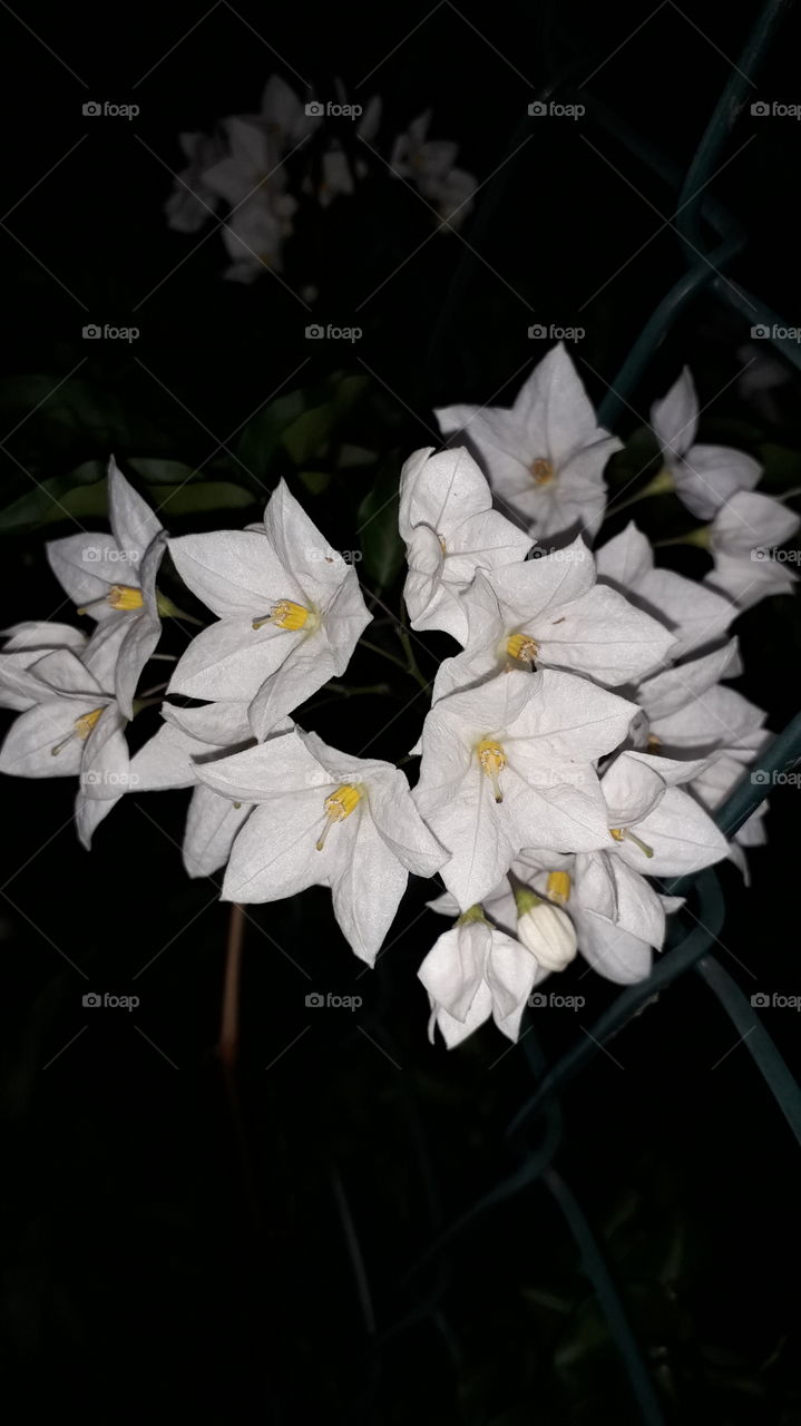 white flowers in the night