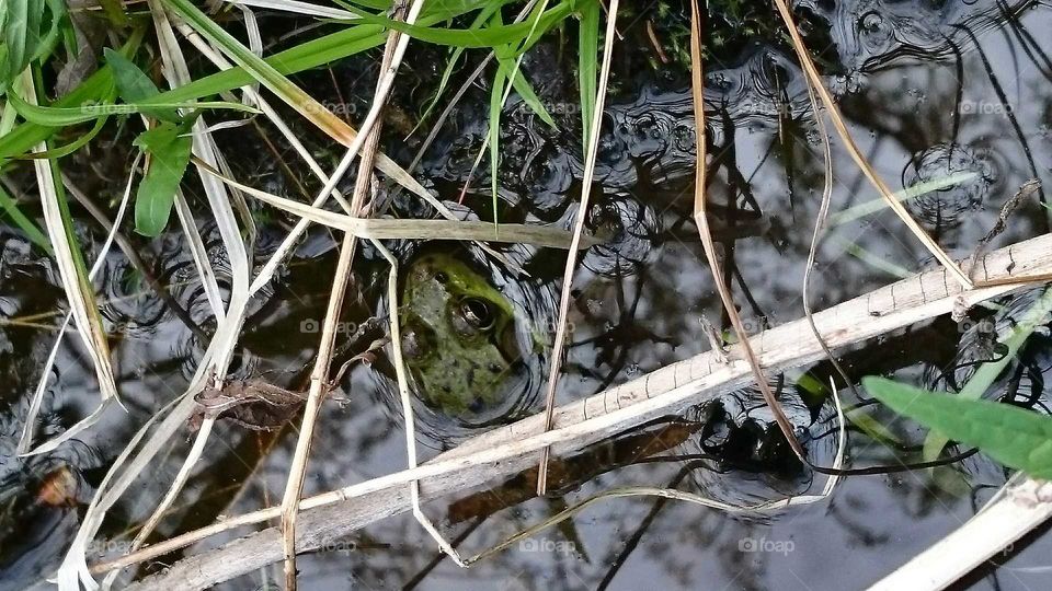 Frog in Swamp