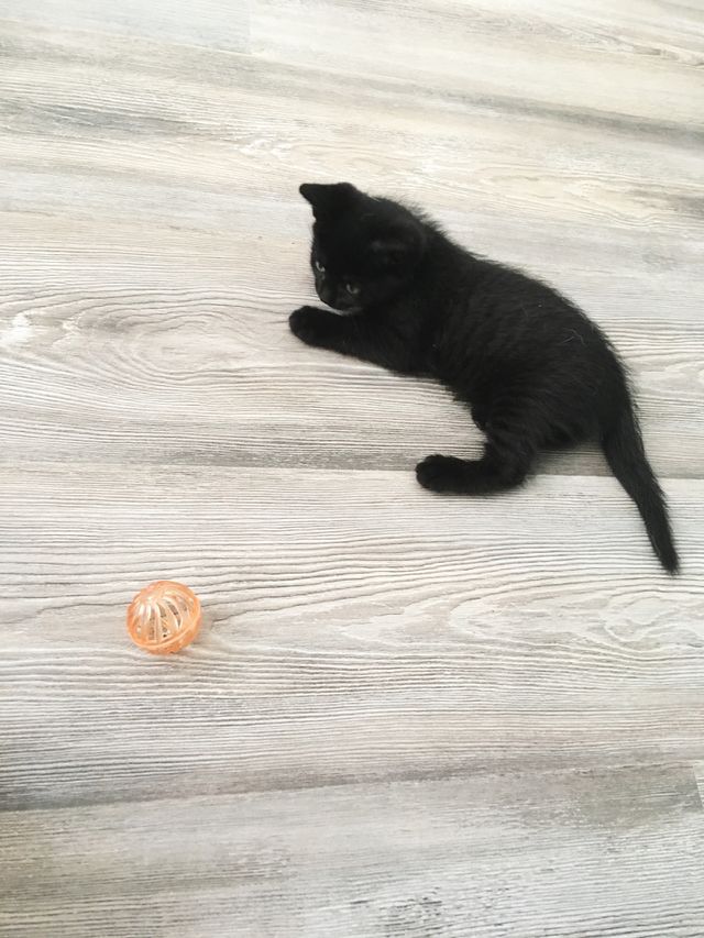 Baby cat 