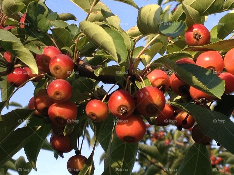 Fall fruit