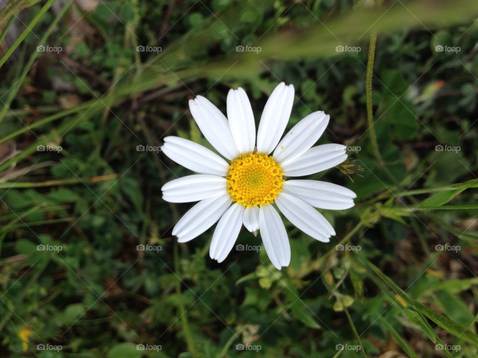 Daisy Flower