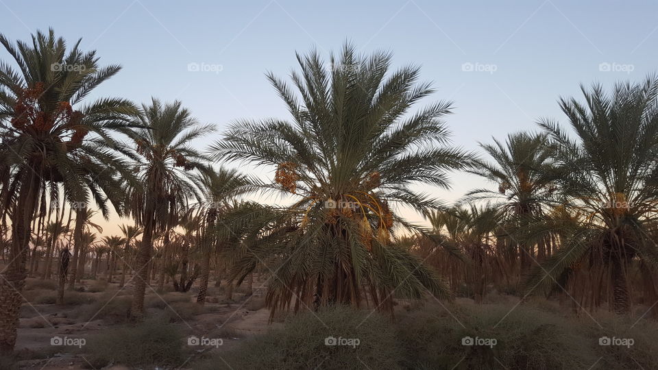 oasis deglet nour palm trees