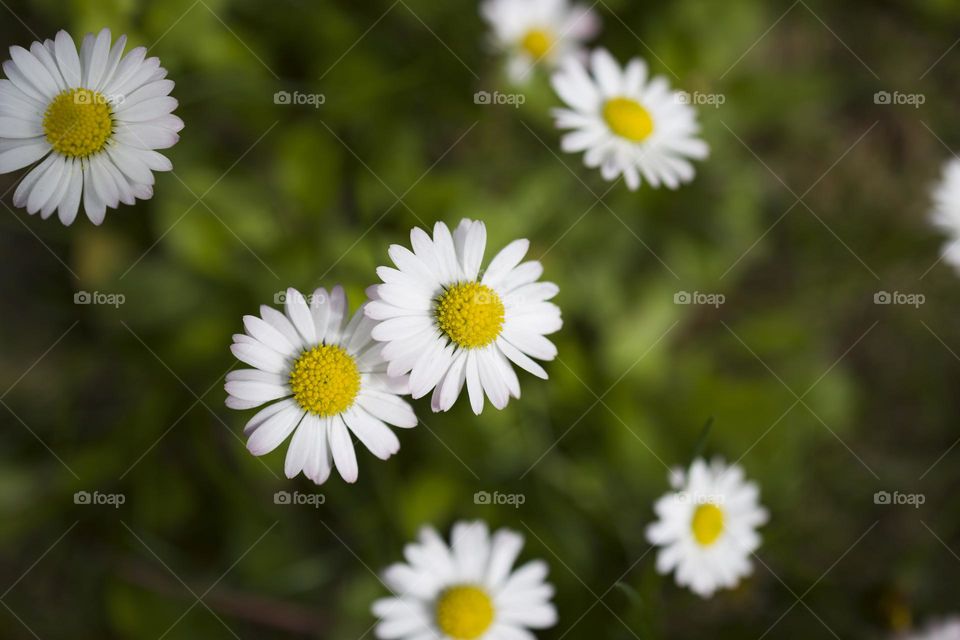 Chamomile flowers on meadow,  top view