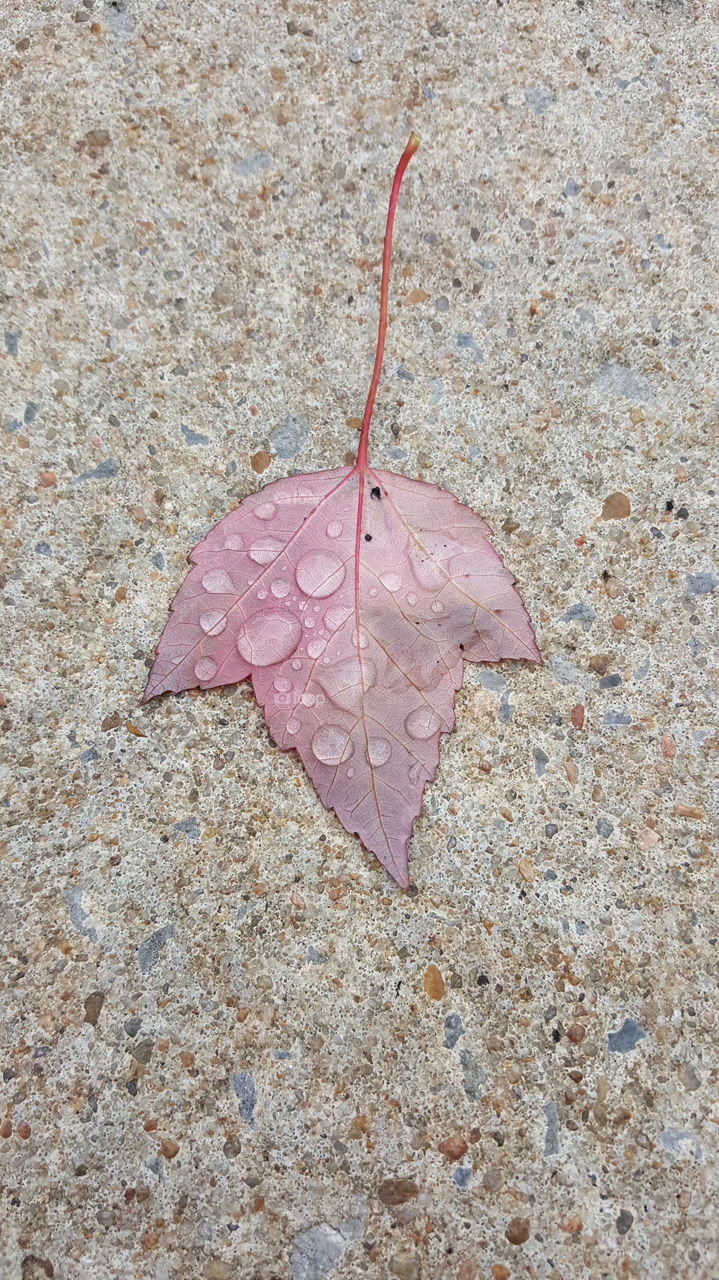 Red Leaf Dew Drops on Cement