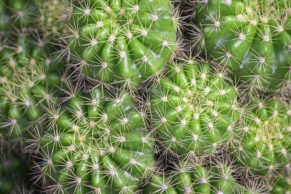 Many Small Cactus For decorative plant on table.