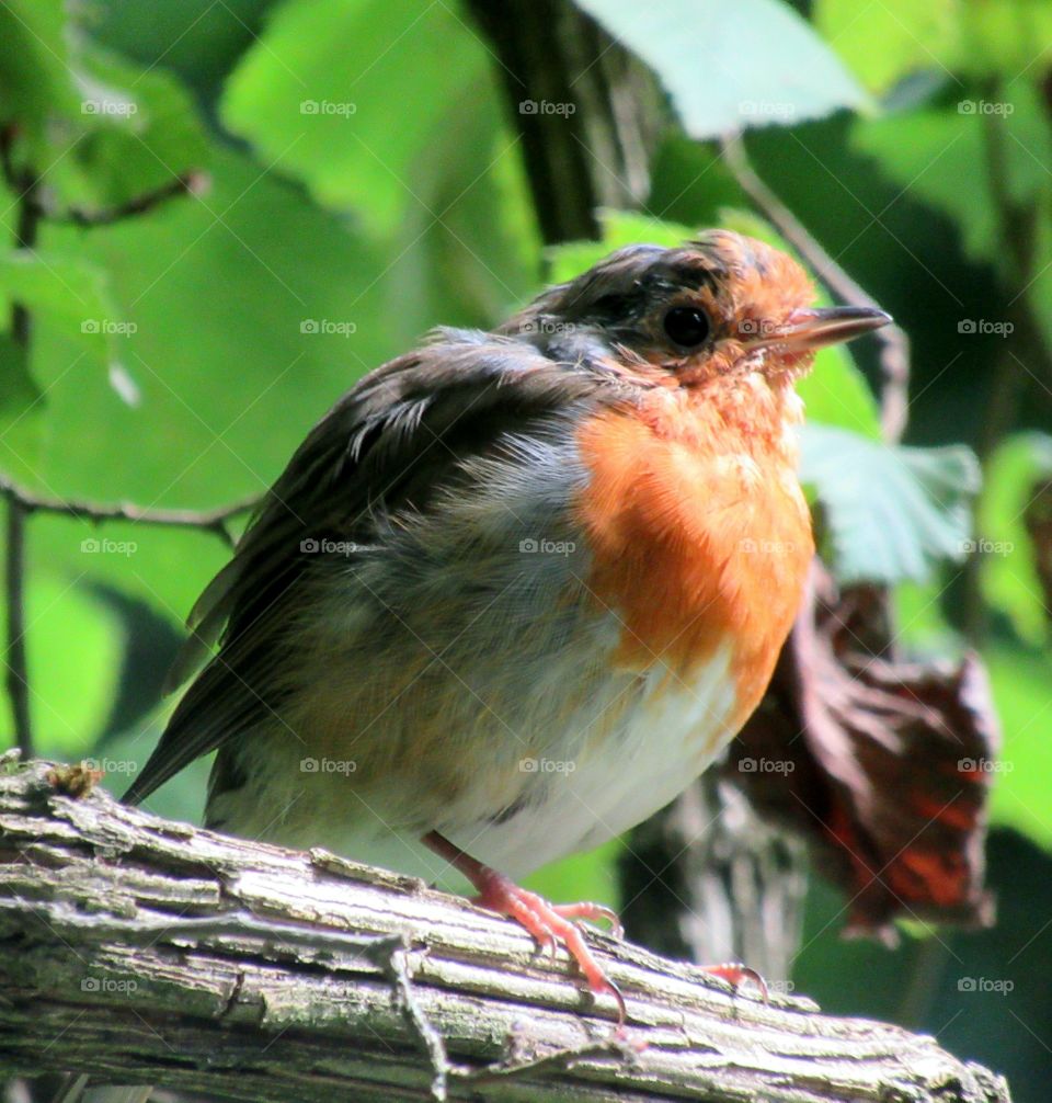 Robin with sun shining down on a nice summertime day