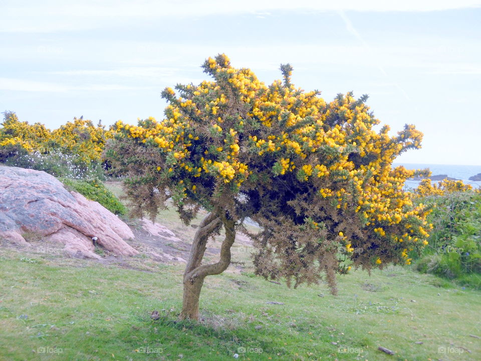 view of Britanny seashore