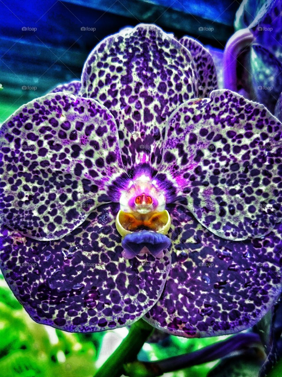 orchid . face within the flower 