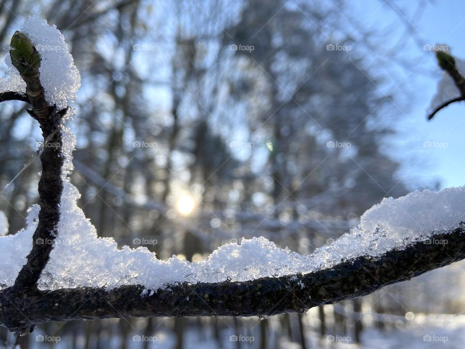 Snow frost on a branch in Winter in sunlight