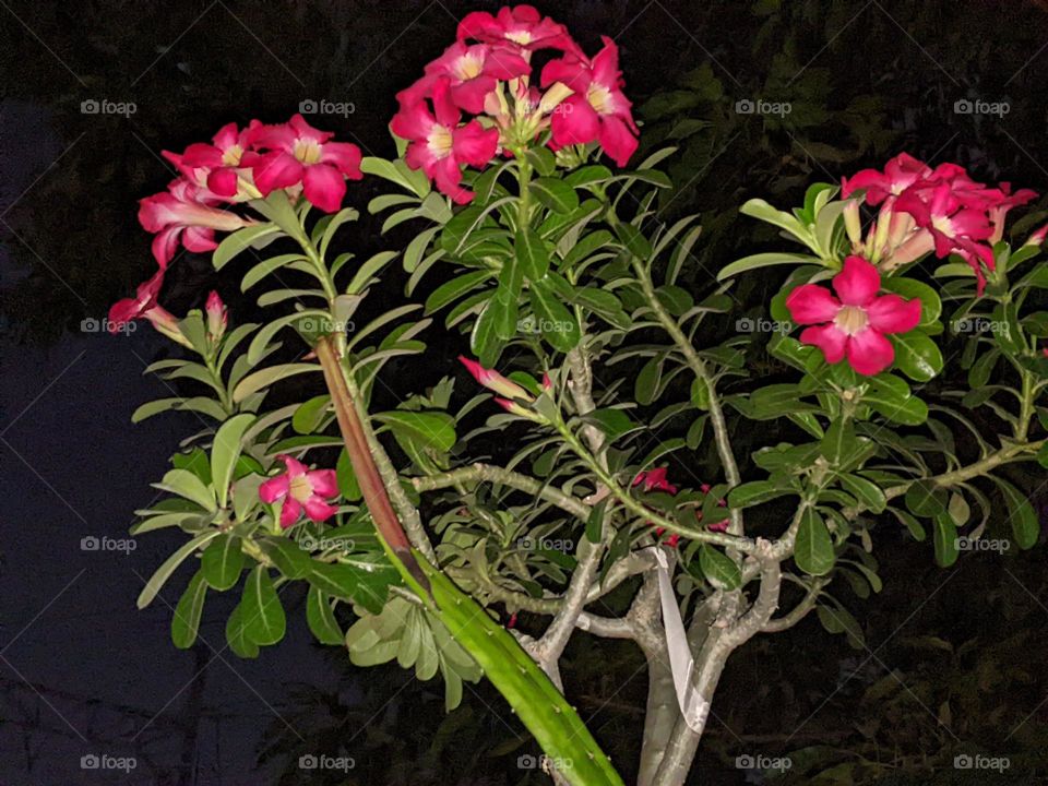 Adenium obesum flower