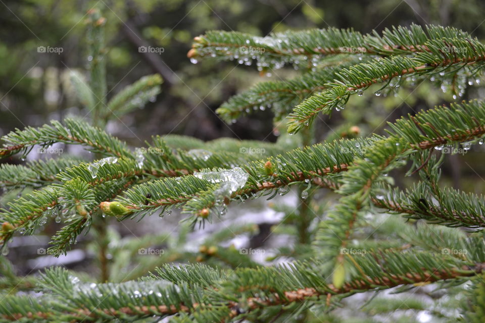Melting snow on pine needles