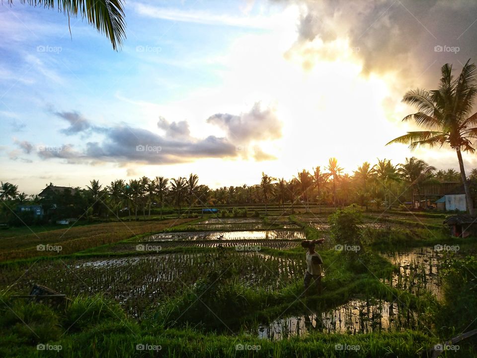 Bali, Ubud, Rice field