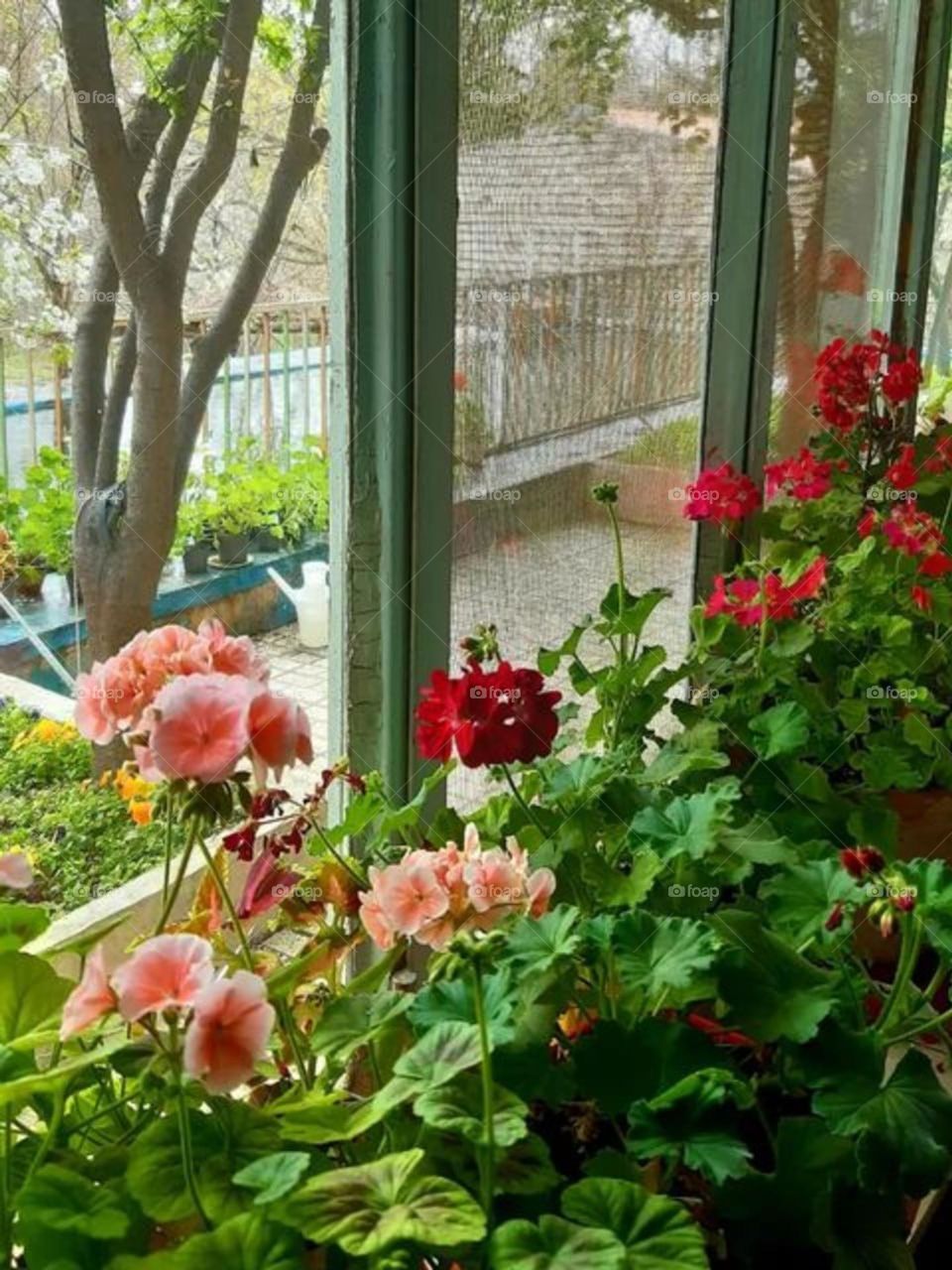 Colorful geraniums by the window