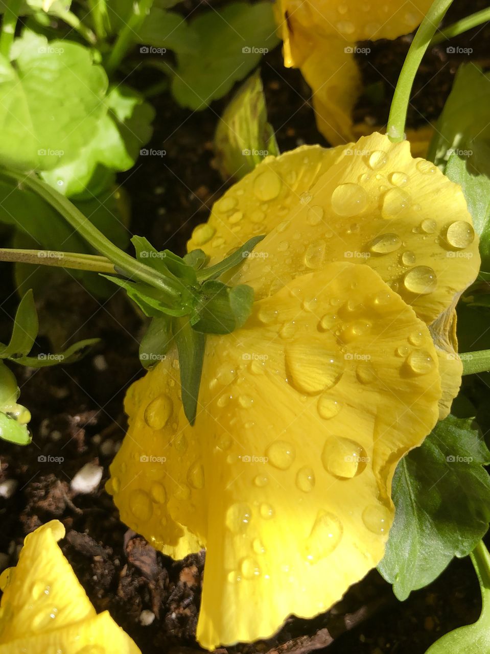 Autumn Morning dew on a yellow pansy flower 