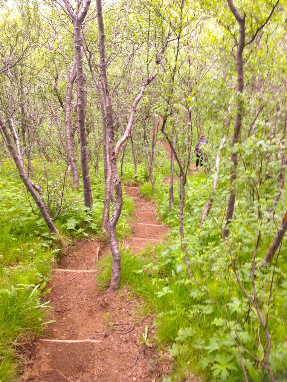 Iceland forest