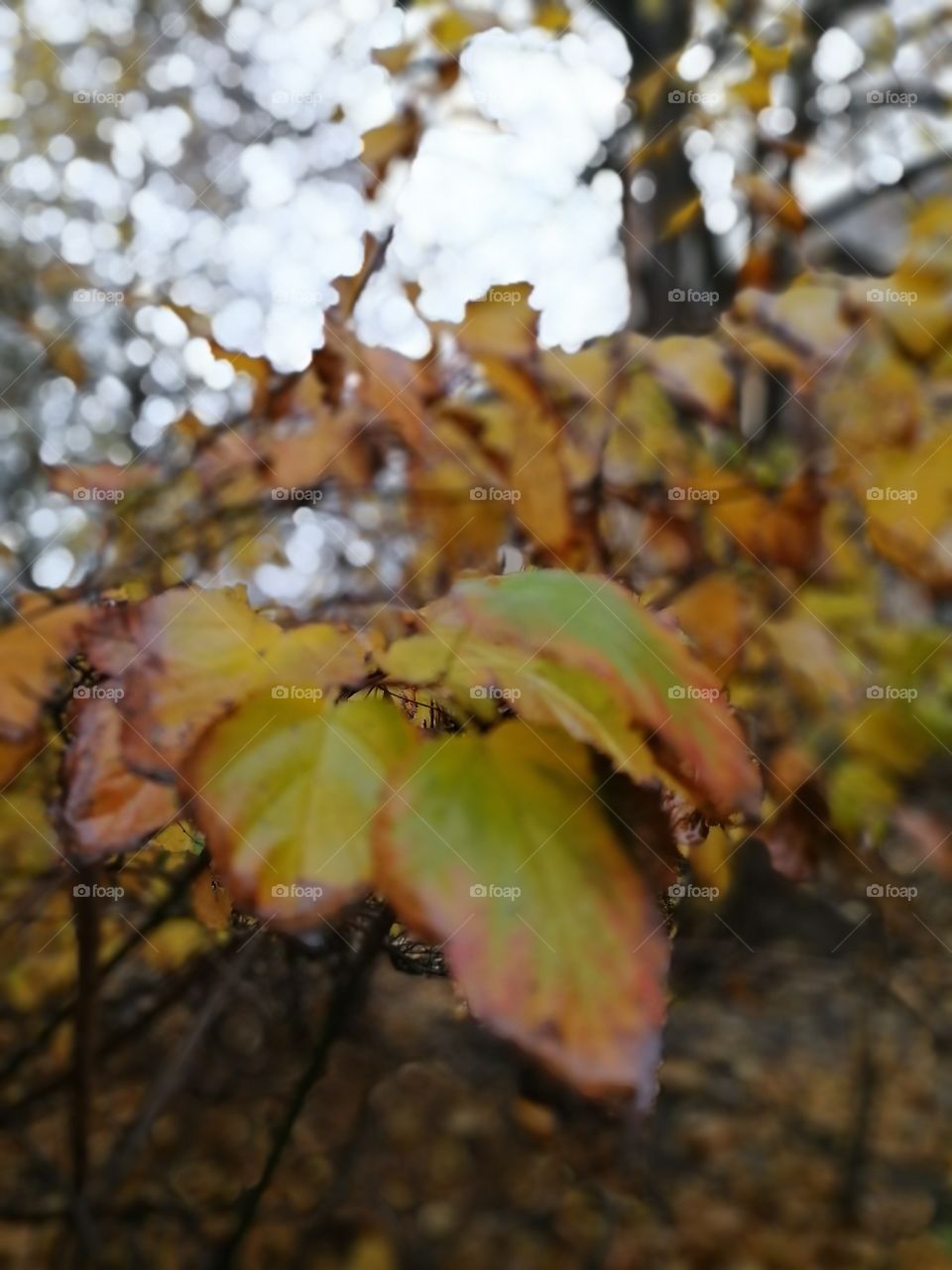 Autumn leaves