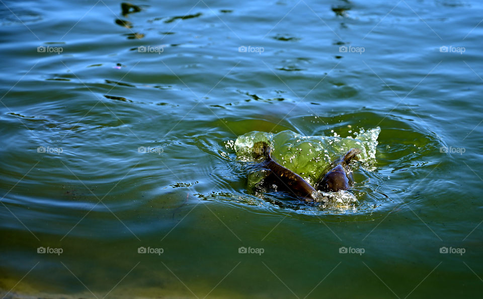 The fish are for food on the pond during the day time.