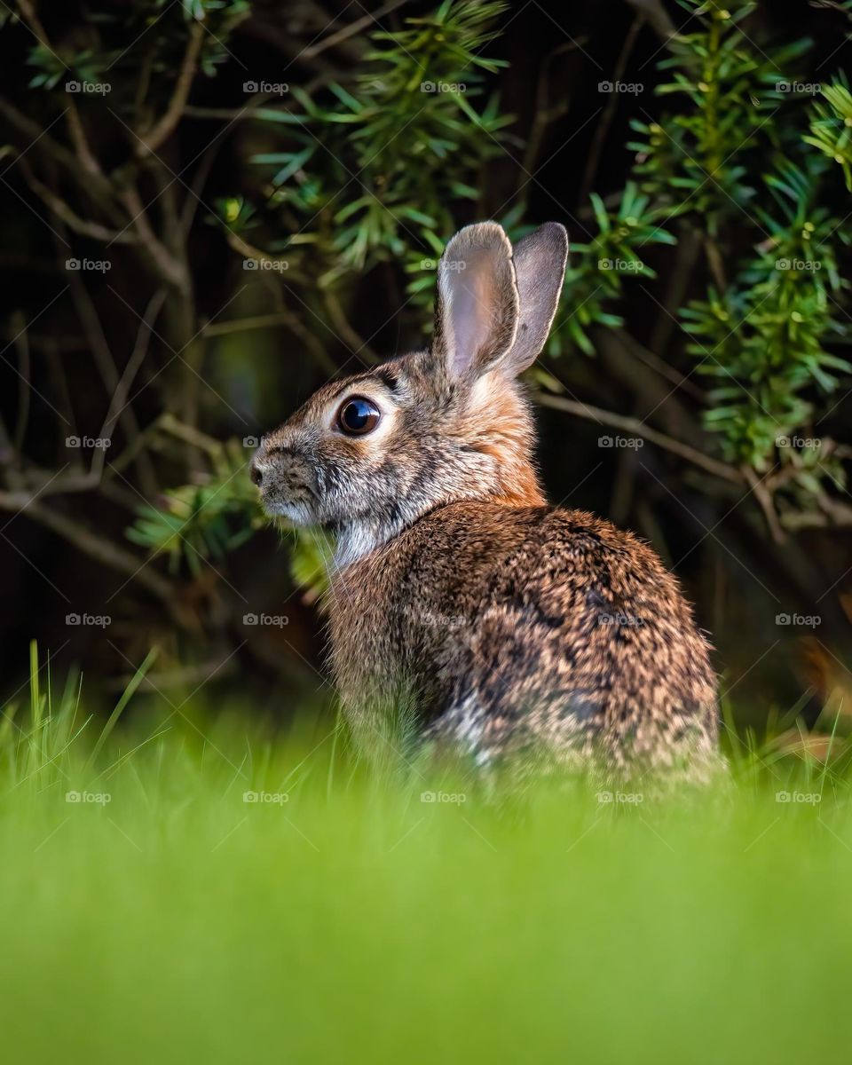 Portrait of a rabbit sitting in bright green grass with dark bushes in the background 