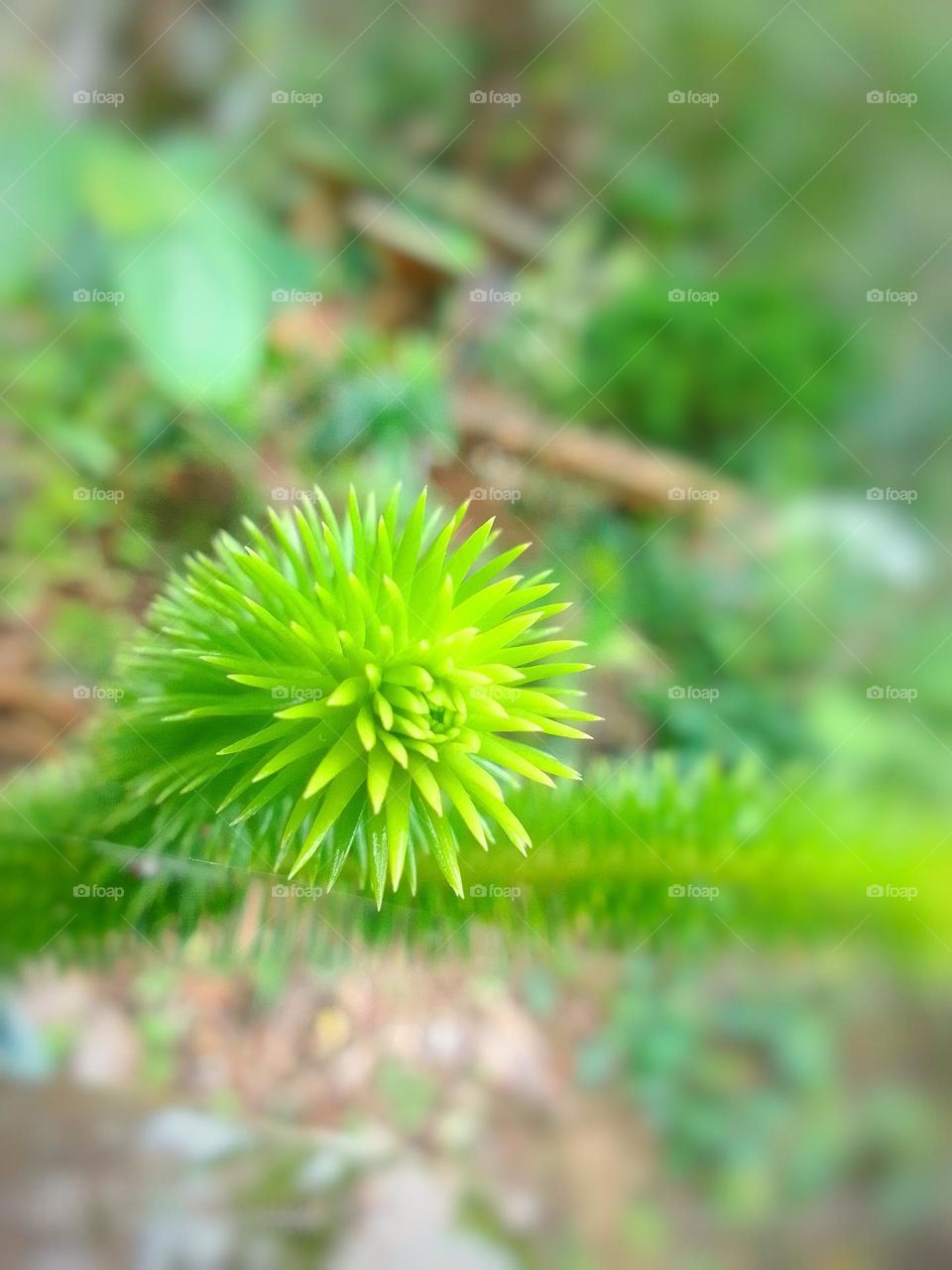 sri lanka beautiful natural