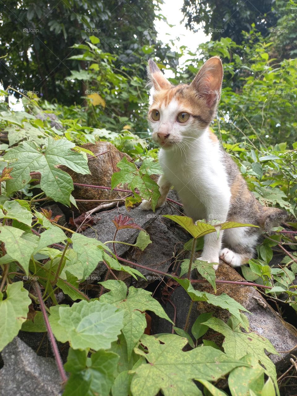 The cute kitten is in the grass garden