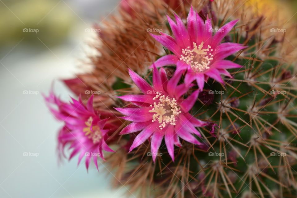 Flower, Cactus, Nature, Flora, Garden