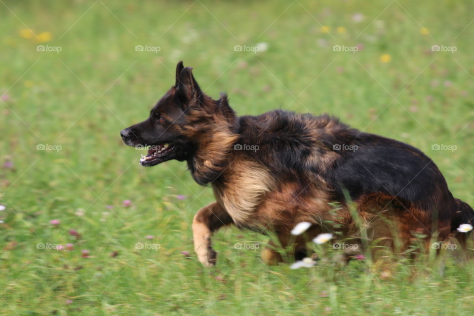Dog, Canine, Mammal, Grass, Animal