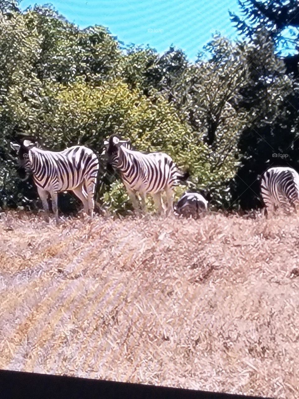 a beautiful shot of zebras