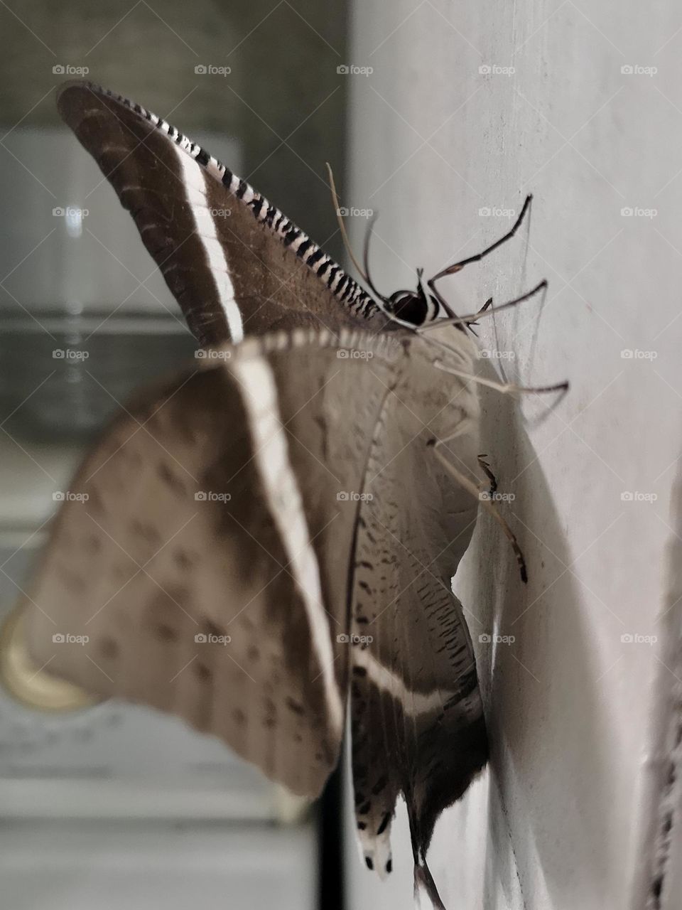 This butterfly is resting in my laundry room