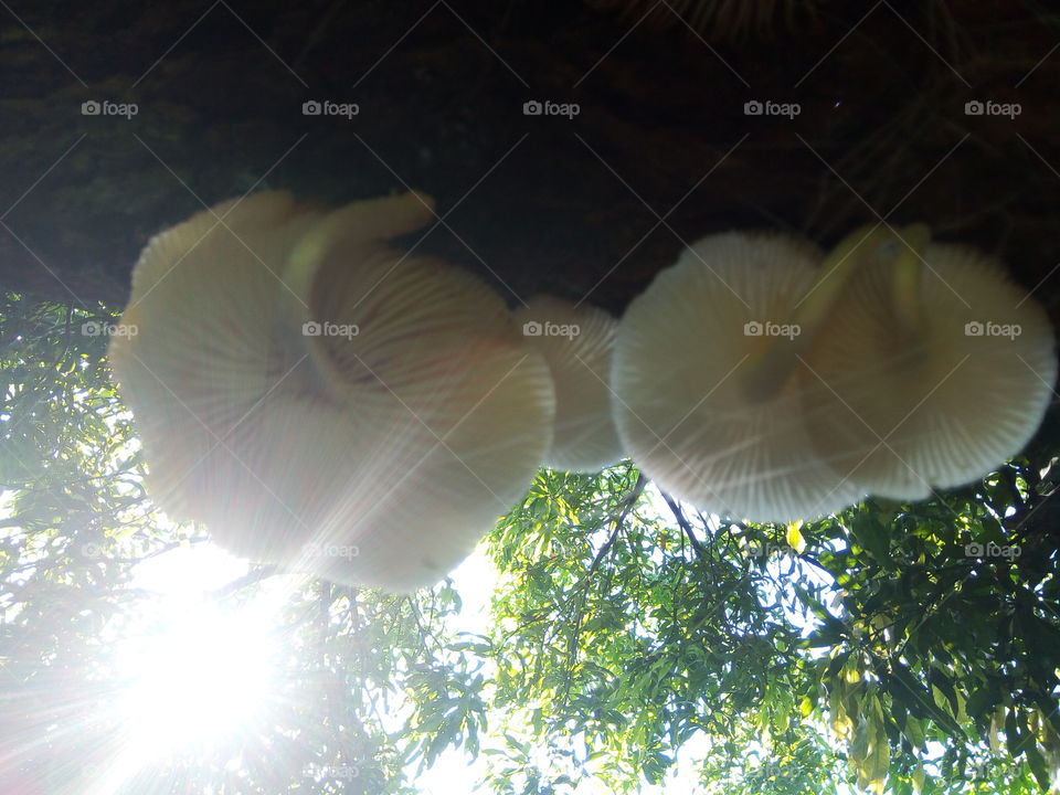 Nature, No Person, Environment, Wood, Rainforest