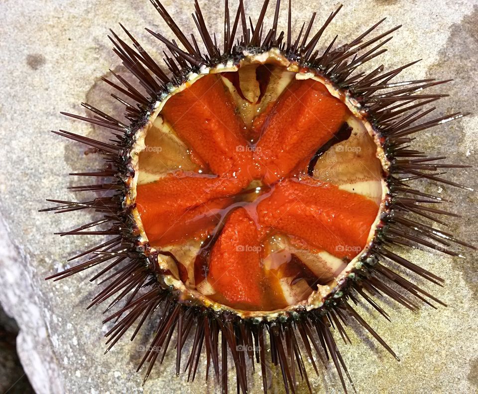 red sea urchin