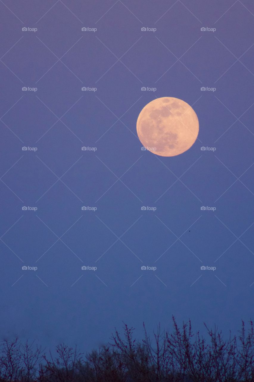 Full moon rising in a deep blue evening sky above bare treetops