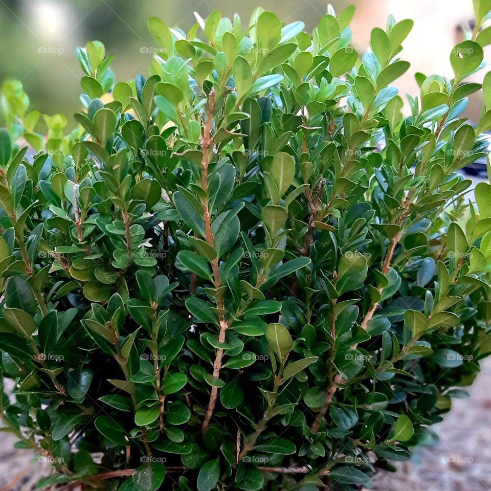 Buxus semperviren.Plant