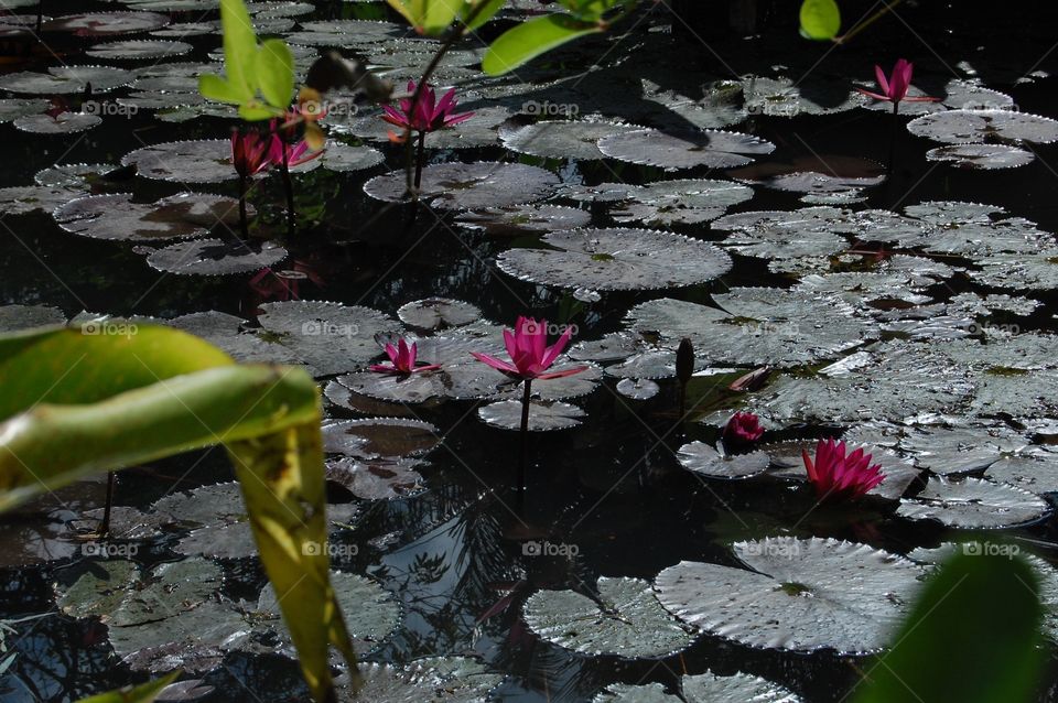 Lily pond